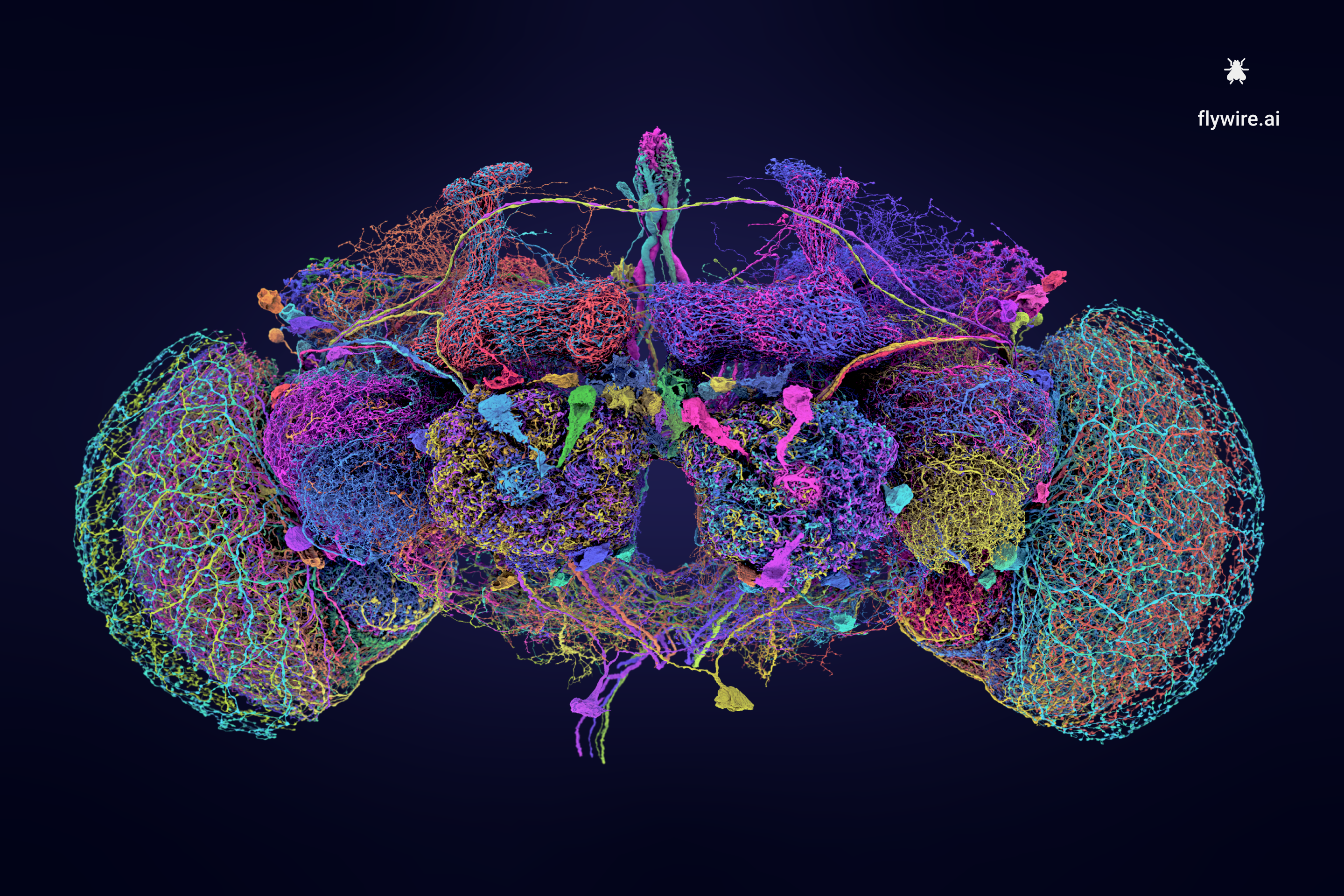 FlyWire, 50 largest neurons of the fly brain (Sloan & Sterling)