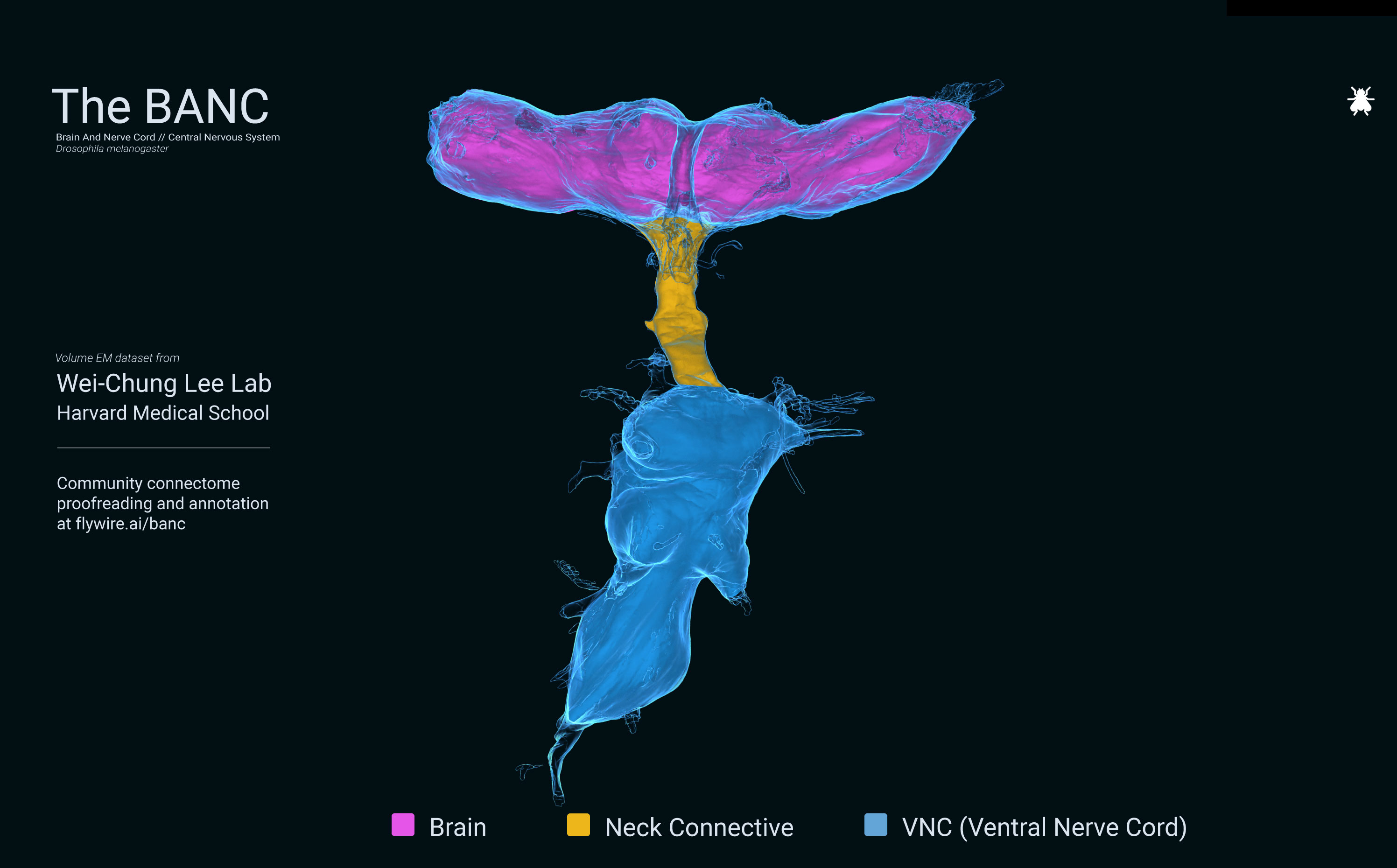 FlyWire BANC, proofreading the fly brain and ventral nerve cord