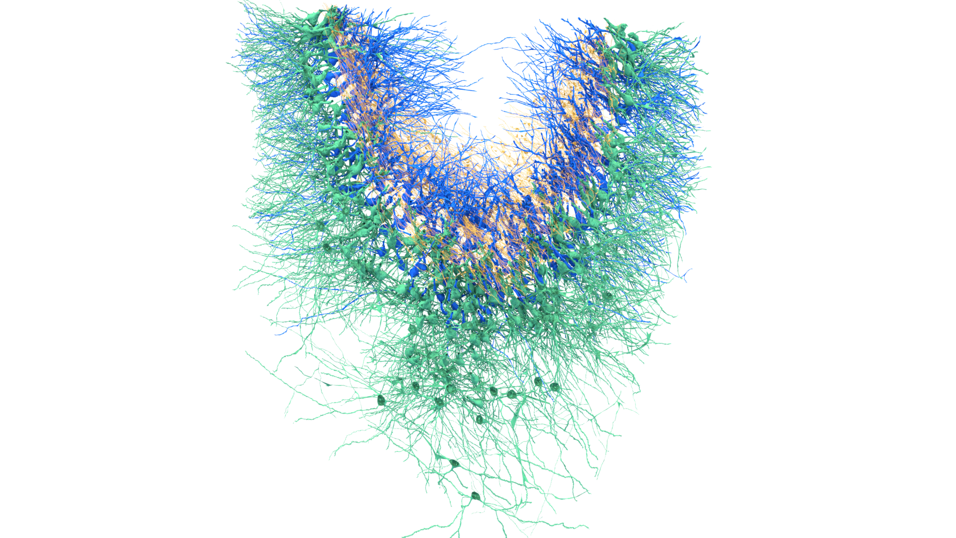 CA3 MF axon and postsynaptic pyr visualization (CA3)