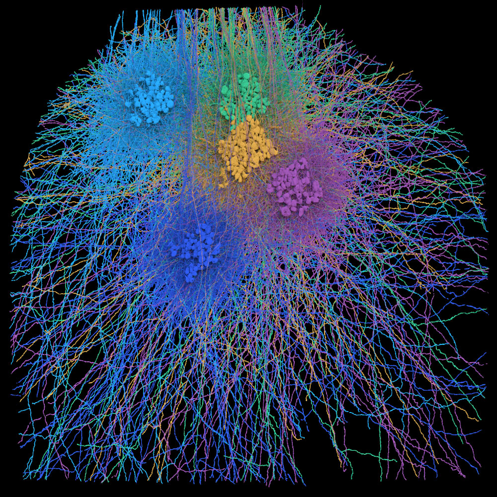 EyeWire II, mouse retina neurons