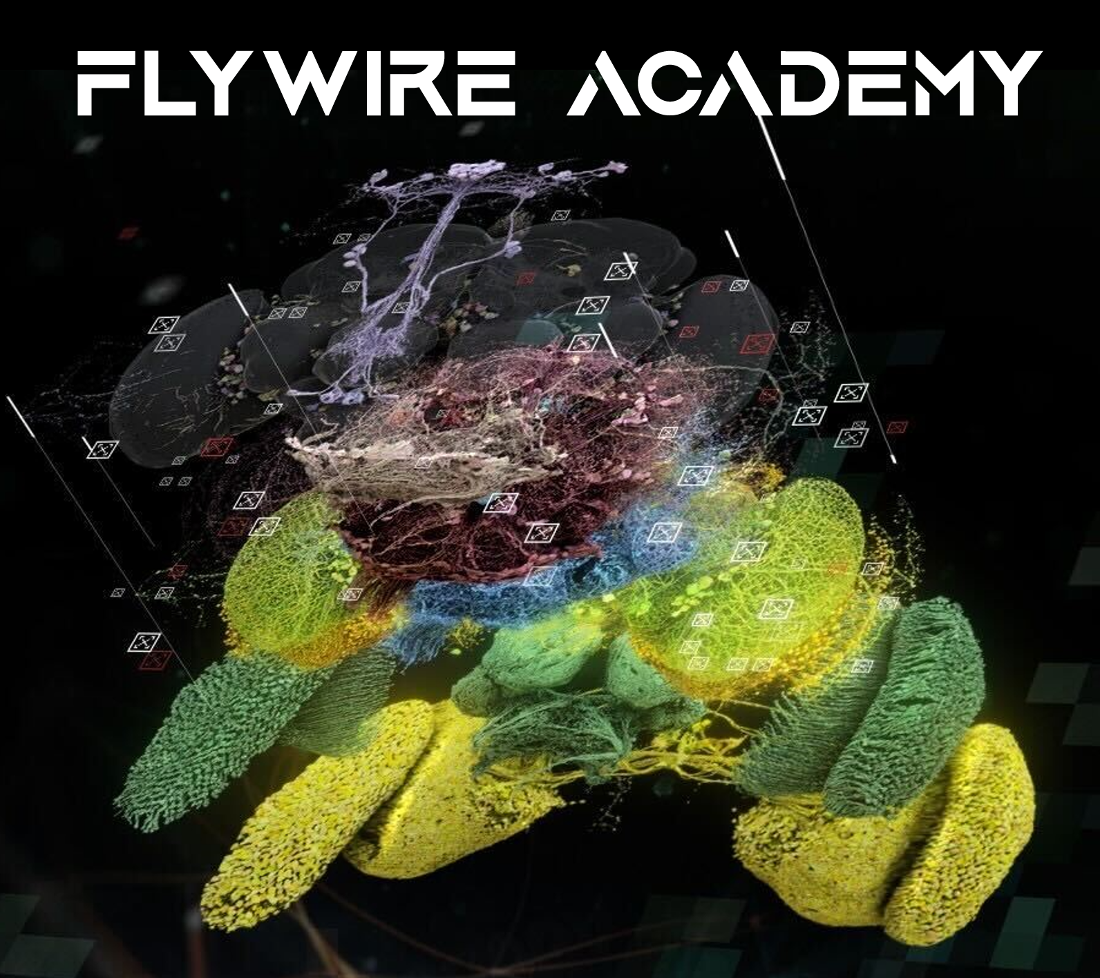 FlyWire Academy, a colorful 3D rendering of a fly brain connectome with a heads-up-display overlay