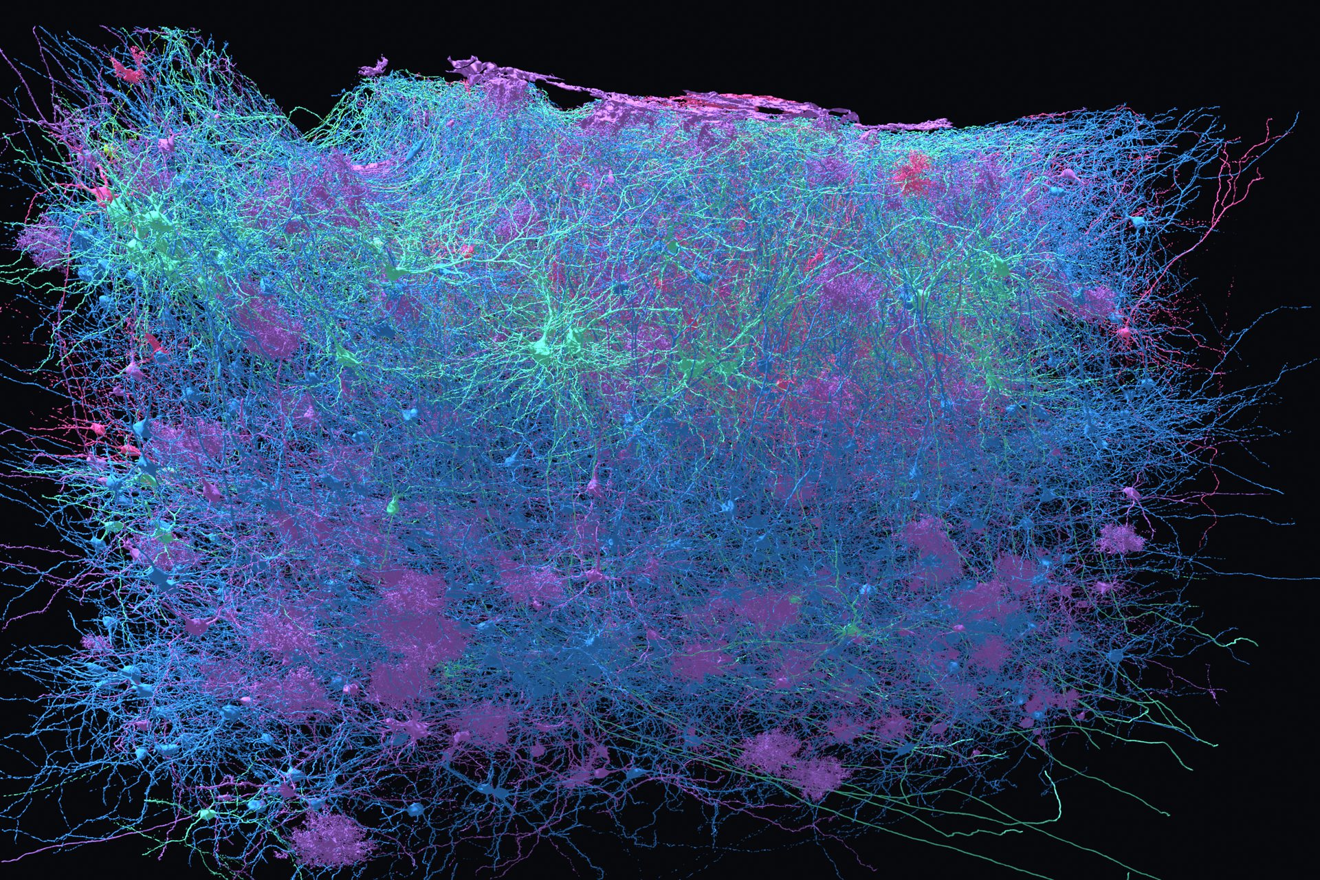 Several hundred reconstructed cells from the mouse medial entorhinal cortex filling the frame, coloured by cell type: blue pyramidal cells throughout, a band of mint green stellate cells across the upper part, pink interneurons and purple glia scattered among them.