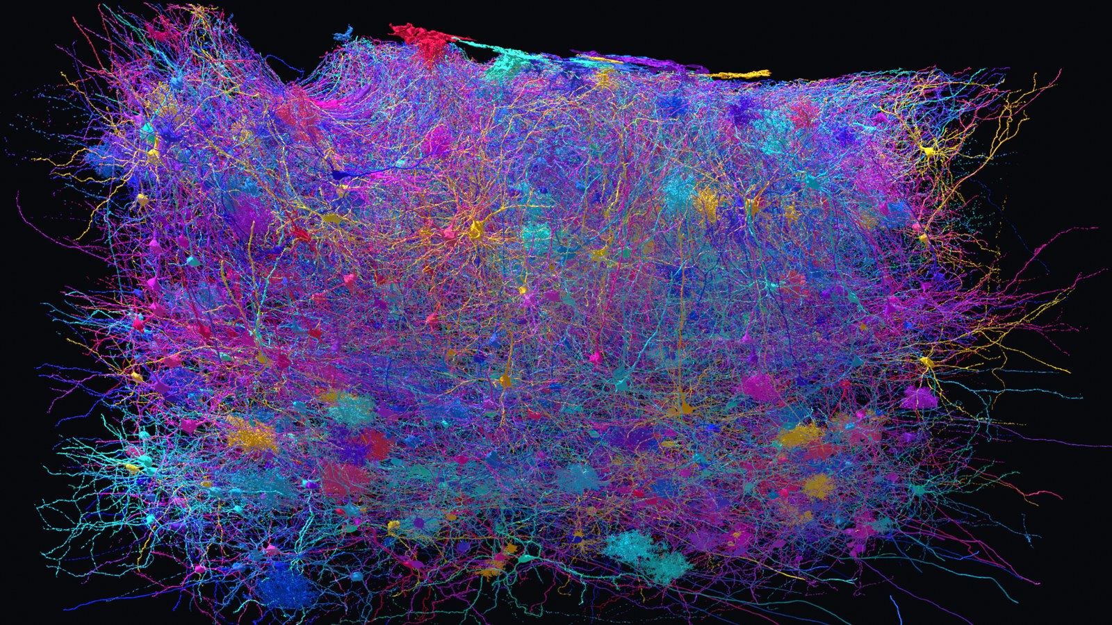 Several hundred reconstructed neurons from the mouse medial entorhinal cortex, each drawn in its own colour, their dendrites overlapping into a dense tangle that fills the imaged block