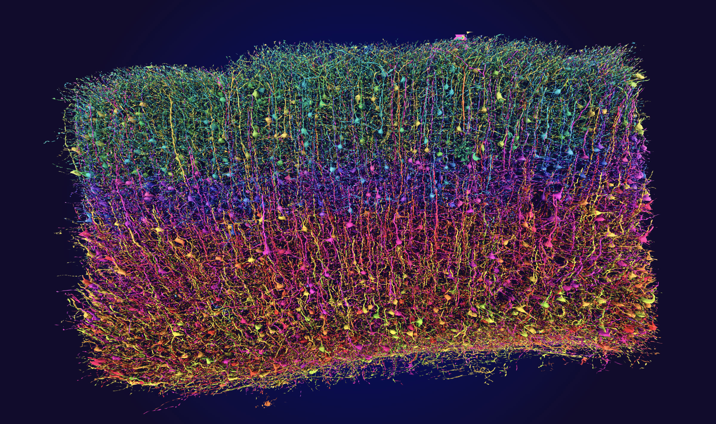 MICrONS, brightened cortical layers visualization