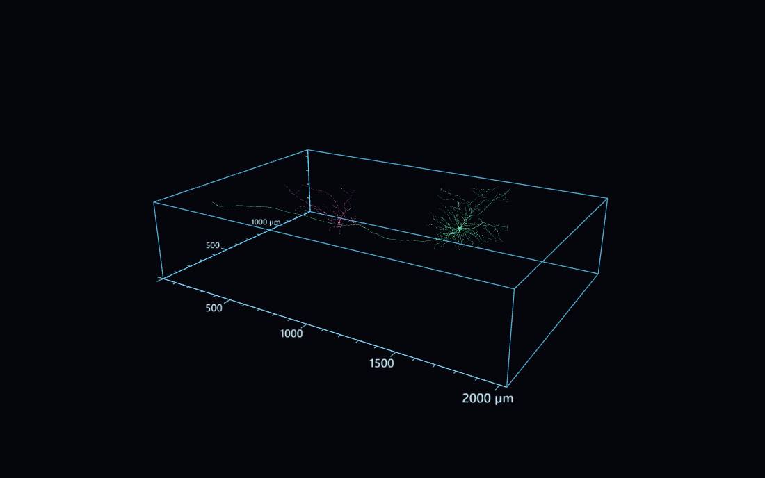 Wireframe of the imaged block with scale bars marked every 100 micrometres and labelled to 2000. Two reconstructed cells sit inside it, one green with a dense arbor and a long process, one pink and smaller.