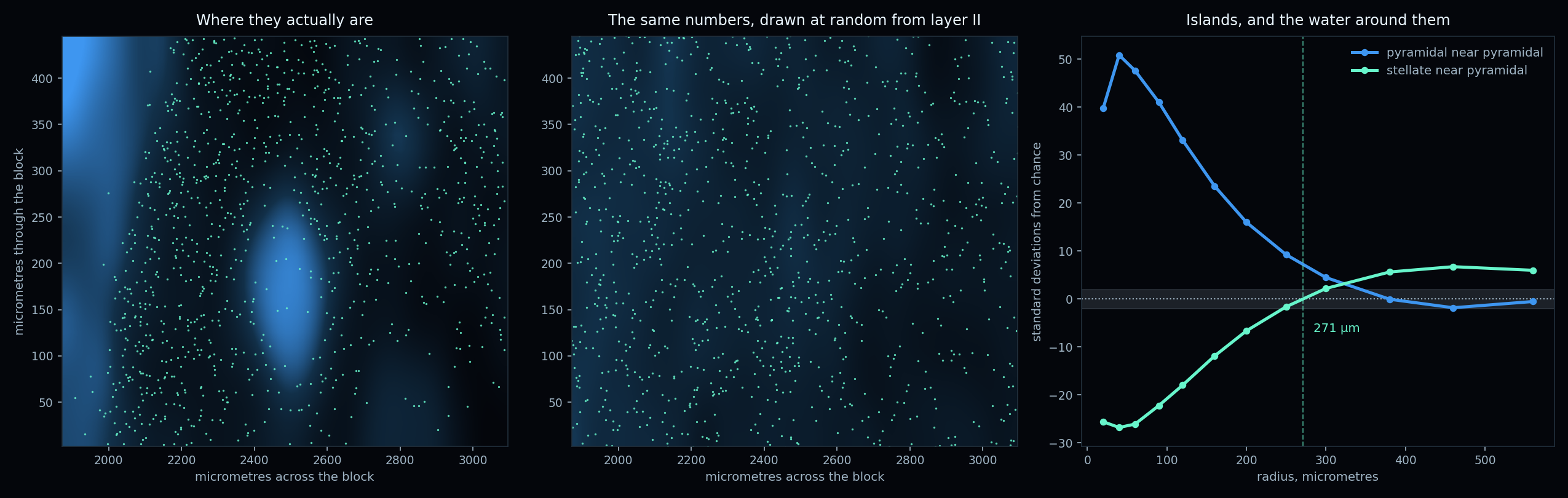 Three panels. Left, layer two seen face on: a blue density map of pyramidal cell nuclei showing distinct bright islands, with mint coloured stellate cell nuclei scattered in the darker gaps between them. Middle, the same numbers of each drawn at random from layer two, whose density map is almost flat and whose points show no such arrangement. Right, a graph in standard deviations from chance: pyramidal cells near other pyramidal cells run far above chance at short range and fall to zero by about 380 micrometres, while stellate cells near a pyramidal cell run far below chance and cross zero at 271 micrometres.