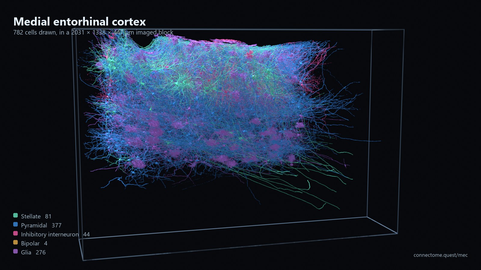 Reconstructed neurons filling a wireframe box that represents the imaged block. Mint green stellate cells and pink interneurons sit in a dense band across the upper part, blue pyramidal cells spread below them, and purple glia are scattered through. Two long green axons run out towards the lower right.
