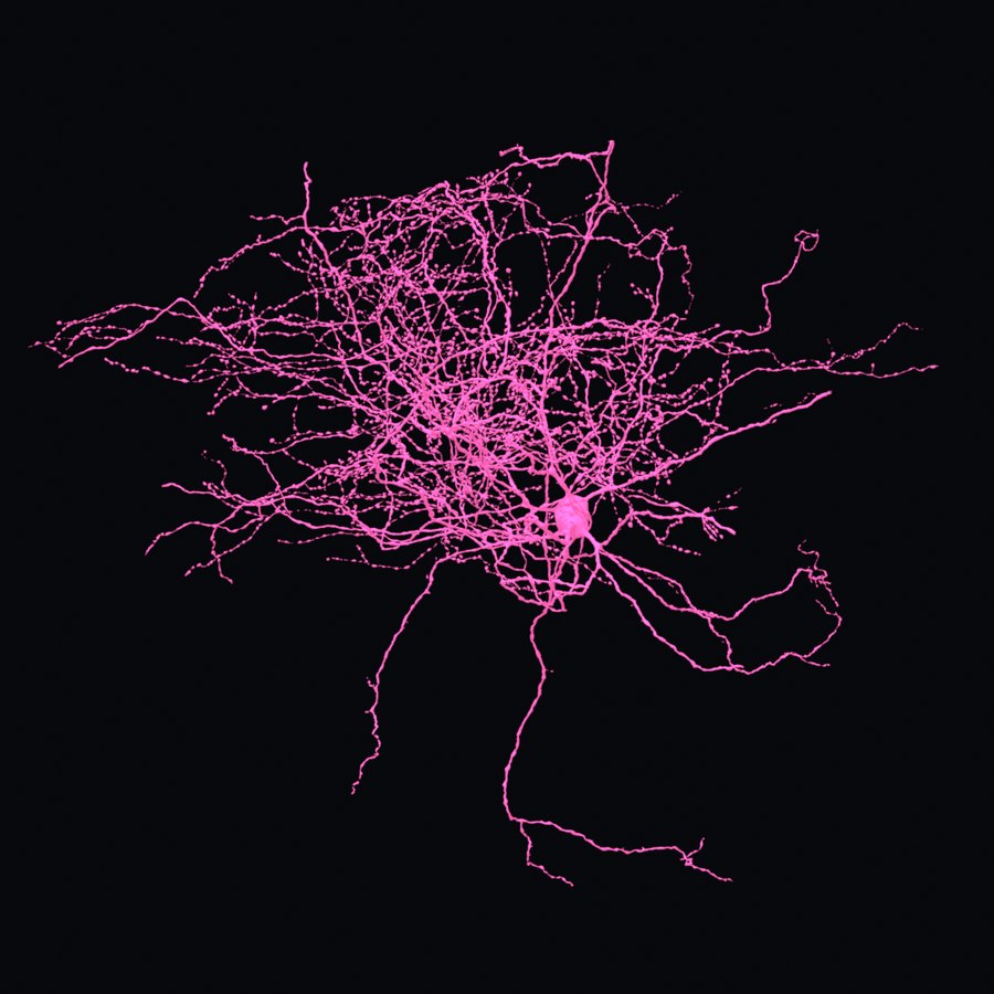 An inhibitory interneuron rendered in pink on black, with a dense local arbor around the cell body.