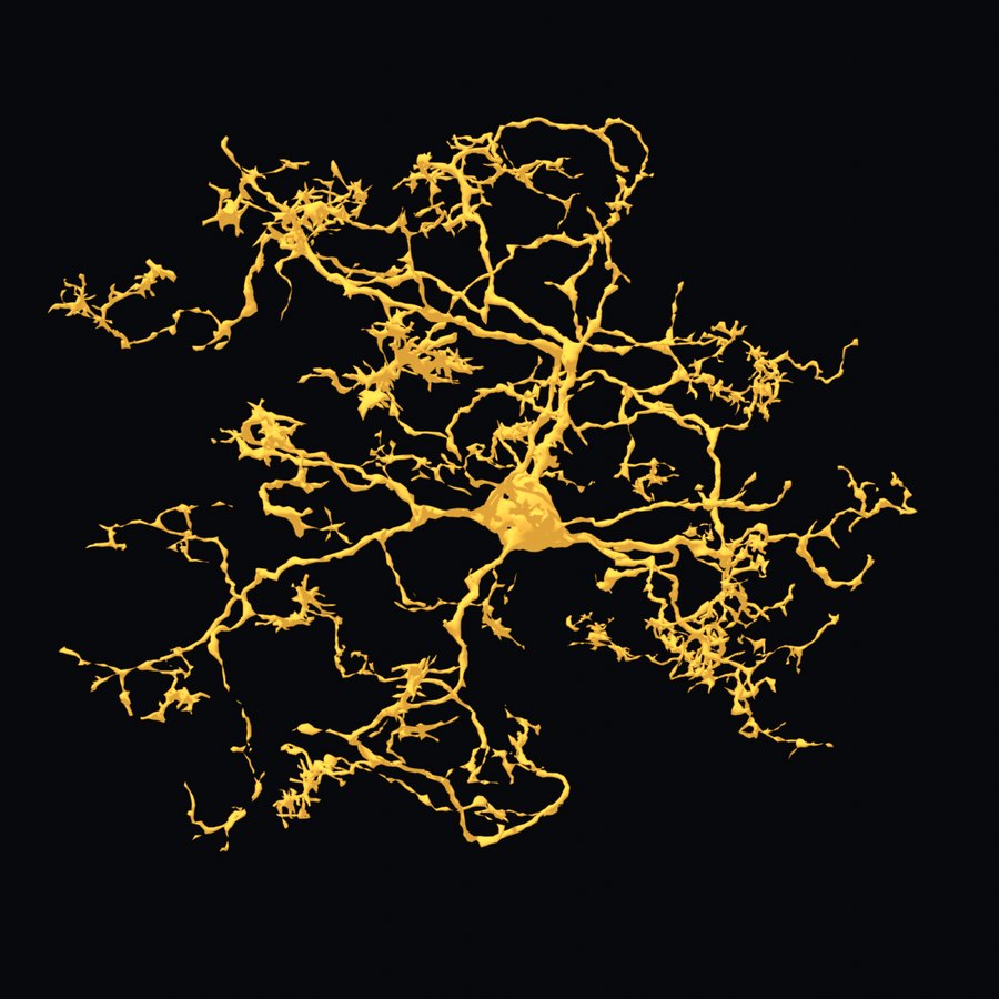 A microglial cell rendered in gold on black. A small cell body with fine, heavily branched processes reaching outward.