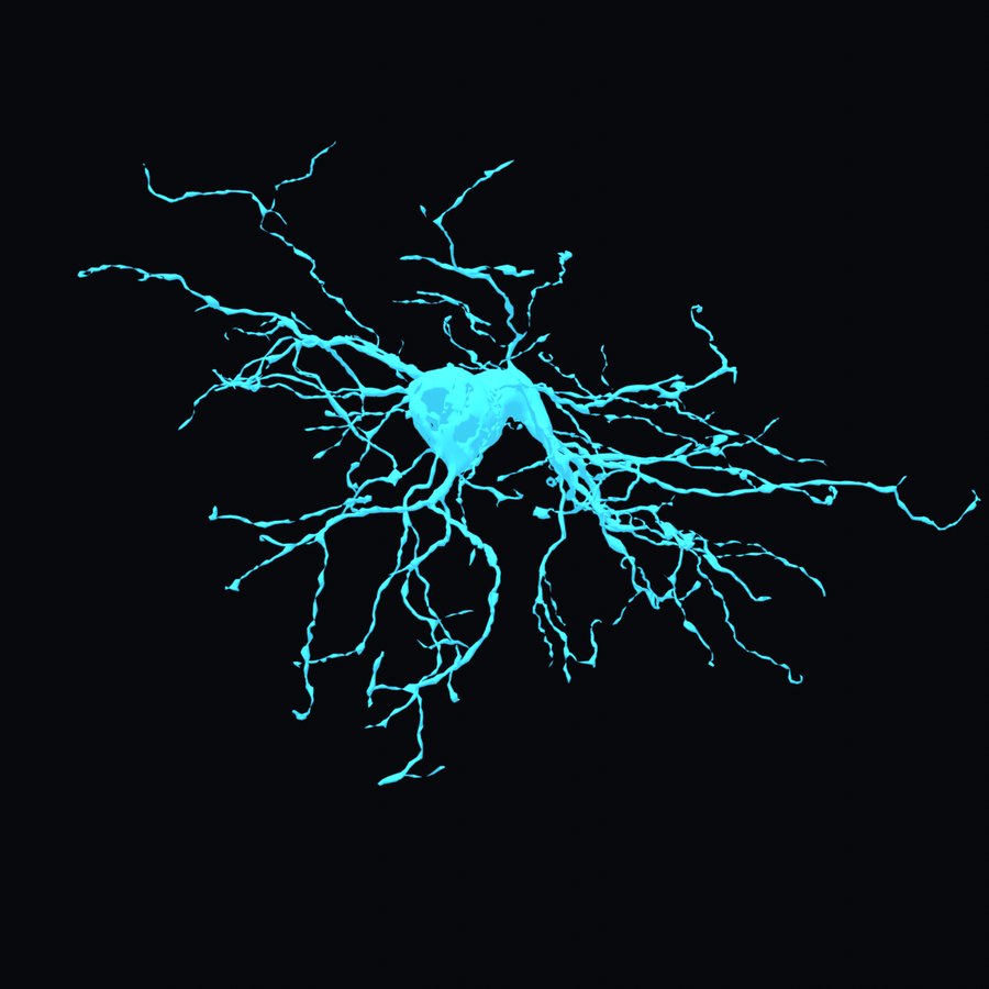 An oligodendrocyte rendered in cyan on black. A compact cell body with many branching processes, several of which close into small loops where the cell has wrapped itself around an axon.