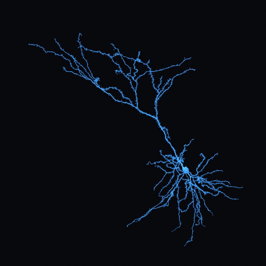 A pyramidal cell rendered in blue on black. A dominant dendrite rises from the top of the cell body and shorter dendrites spread around its base.