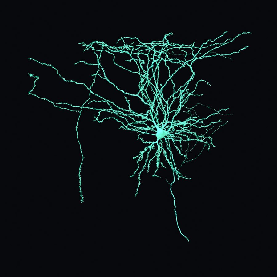 A stellate cell from layer two of the medial entorhinal cortex, rendered in mint green on black. Dendrites radiate outward from a bright cell body in every direction like a star, and a single axon descends below.